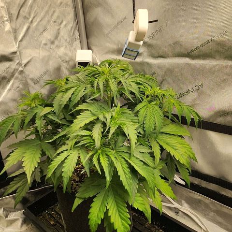Seedsman Northern Lights growlog timeline photo