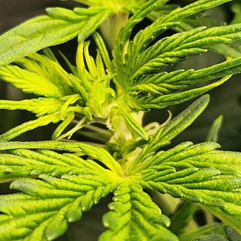 Seedsman Northern Lights growlog timeline photo