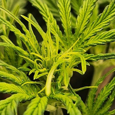 Seedsman Northern Lights growlog timeline photo