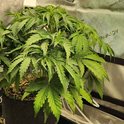Seedsman Northern Lights growlog timeline photo