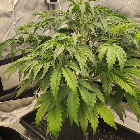 Seedsman Northern Lights growlog timeline photo