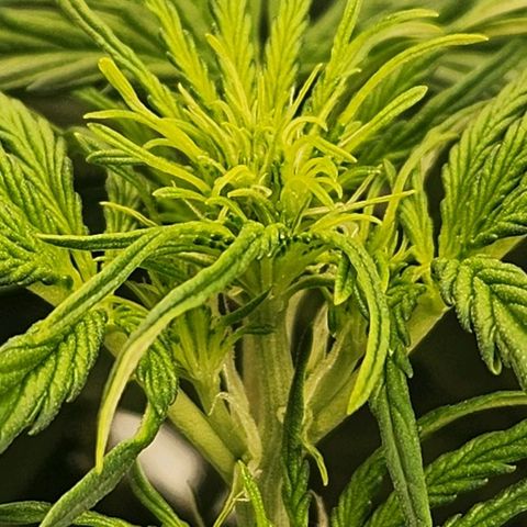 Seedsman Northern Lights growlog timeline photo