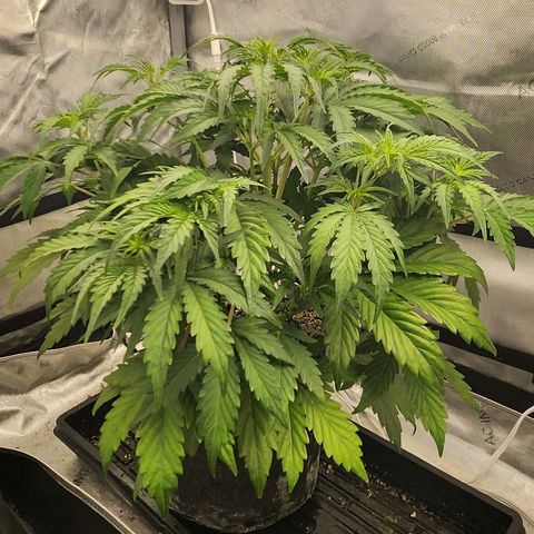 Seedsman Northern Lights growlog timeline photo