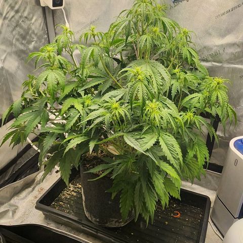 Seedsman Northern Lights growlog timeline photo