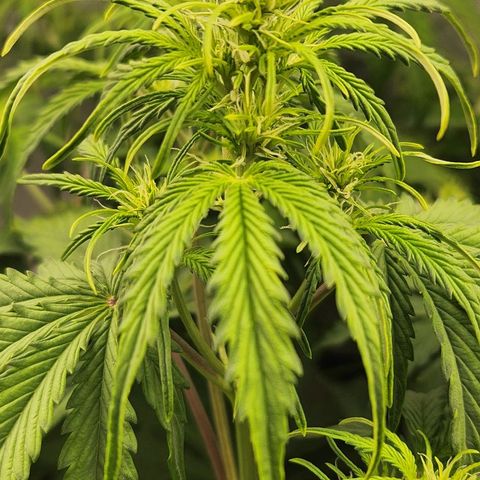 Seedsman Northern Lights growlog timeline photo