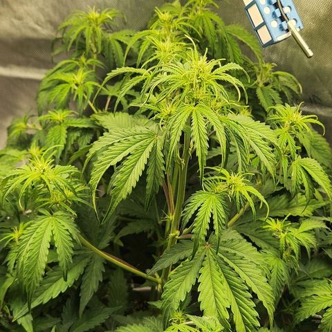Seedsman Northern Lights growlog timeline photo
