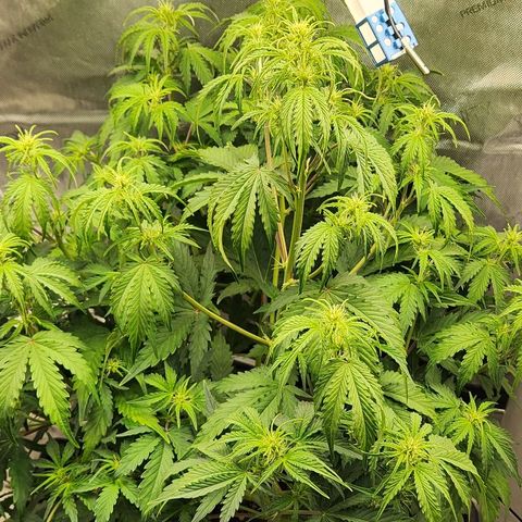 Seedsman Northern Lights growlog timeline photo