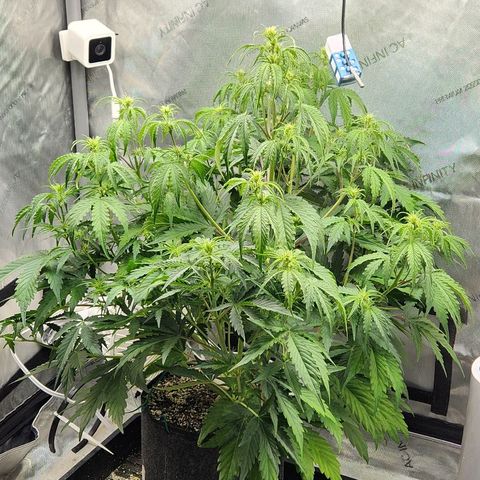 Seedsman Northern Lights growlog timeline photo
