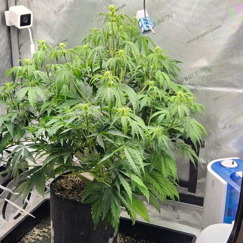 Seedsman Northern Lights growlog timeline photo