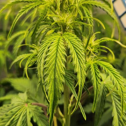 Seedsman Northern Lights growlog timeline photo