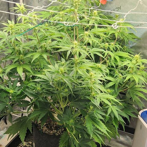 Seedsman Northern Lights growlog timeline photo
