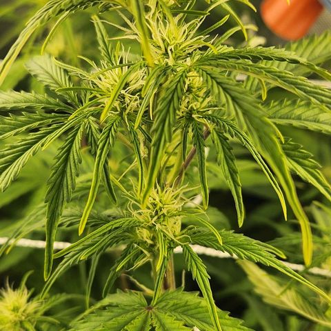 Seedsman Northern Lights growlog timeline photo