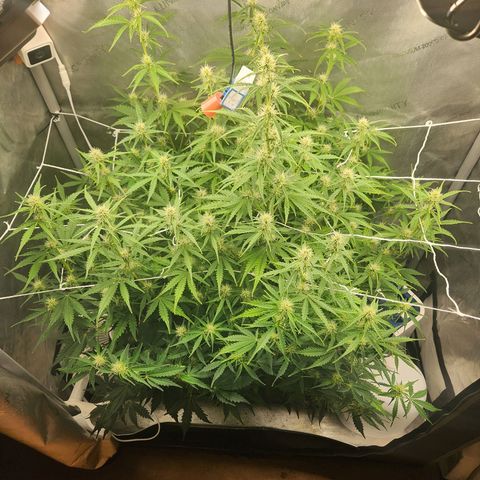 Seedsman Northern Lights growlog timeline photo