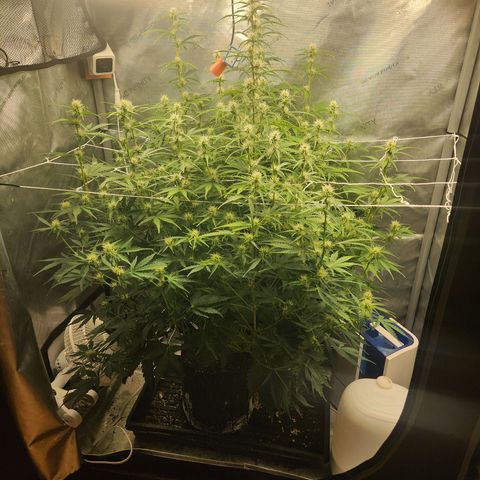 Seedsman Northern Lights growlog timeline photo