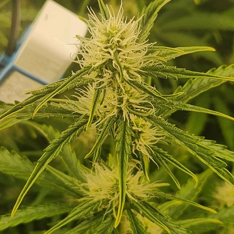Seedsman Northern Lights growlog timeline photo