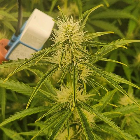 Seedsman Northern Lights growlog timeline photo