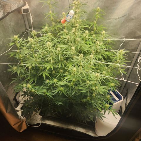 Seedsman Northern Lights growlog timeline photo