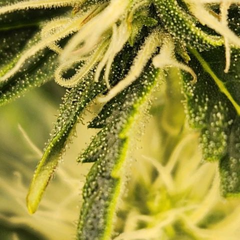 Seedsman Northern Lights growlog timeline photo