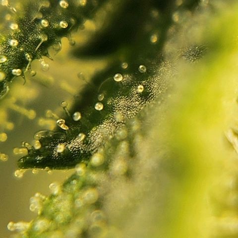 Seedsman Northern Lights growlog timeline photo