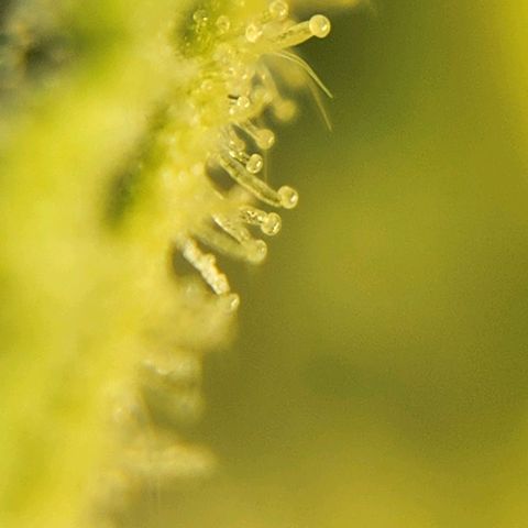Seedsman Northern Lights growlog timeline photo