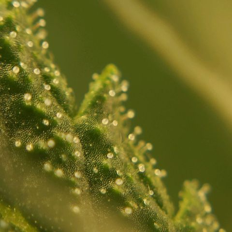 Seedsman Northern Lights growlog timeline photo