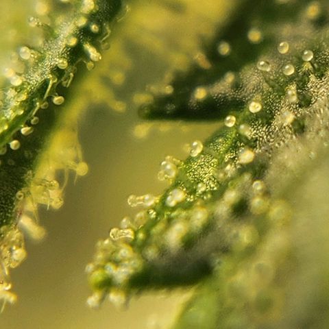 Seedsman Northern Lights growlog timeline photo