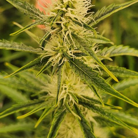Seedsman Northern Lights growlog timeline photo
