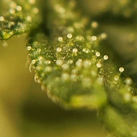 Seedsman Northern Lights growlog timeline photo