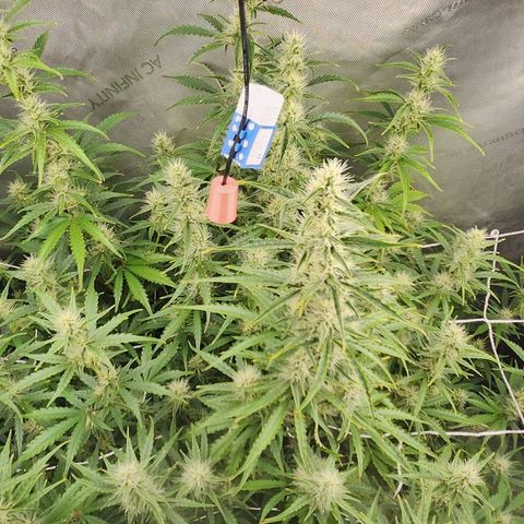 Seedsman Northern Lights growlog timeline photo