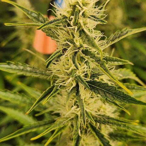 Seedsman Northern Lights growlog timeline photo