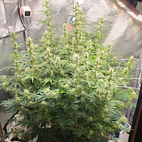 Seedsman Northern Lights growlog timeline photo