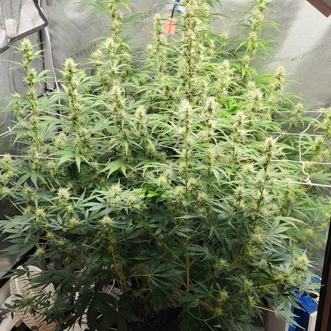 Seedsman Northern Lights growlog timeline photo
