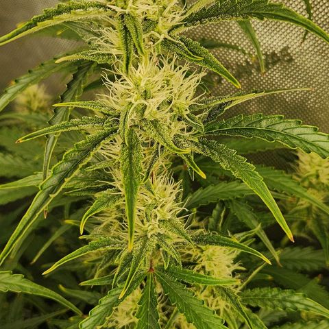 Seedsman Northern Lights growlog timeline photo