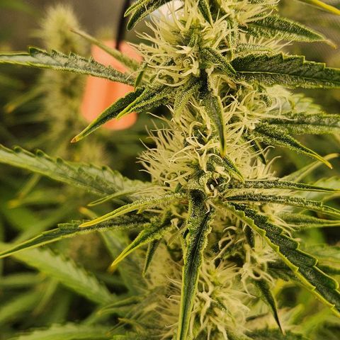 Seedsman Northern Lights growlog timeline photo