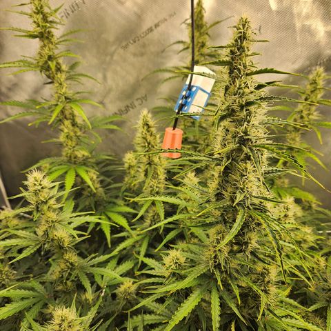 Seedsman Northern Lights growlog timeline photo