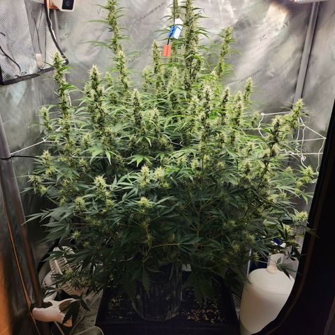 Seedsman Northern Lights growlog timeline photo