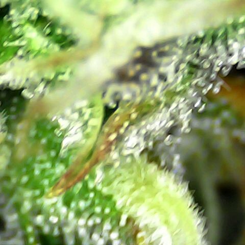 Seedsman Northern Lights growlog timeline photo