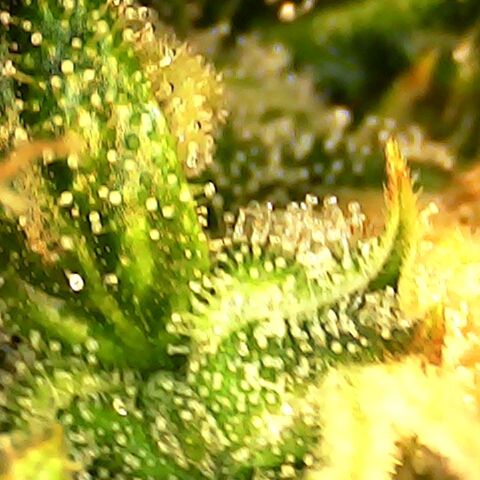 Seedsman Northern Lights growlog timeline photo