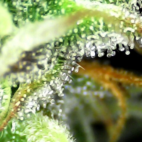 Seedsman Northern Lights growlog timeline photo