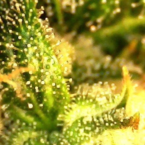 Seedsman Northern Lights growlog timeline photo