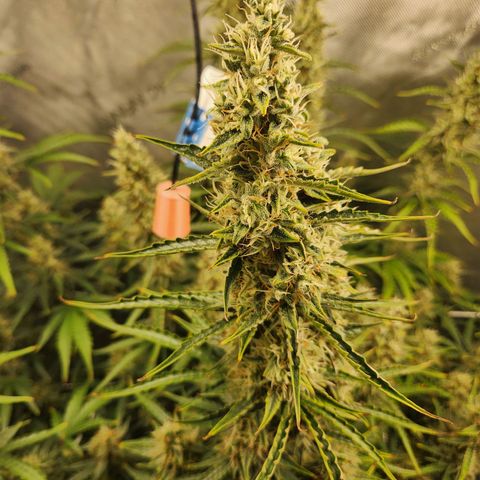 Seedsman Northern Lights growlog timeline photo