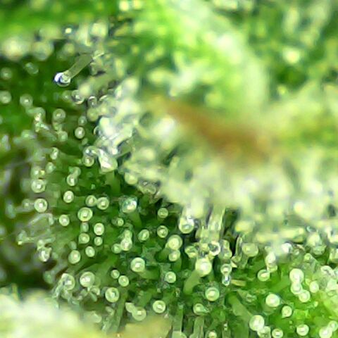 Seedsman Northern Lights growlog timeline photo