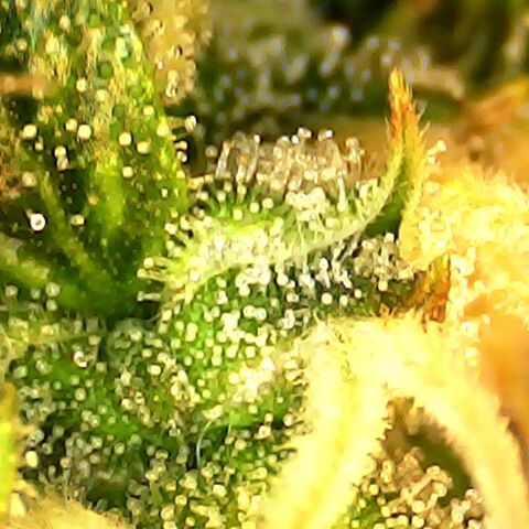 Seedsman Northern Lights growlog timeline photo