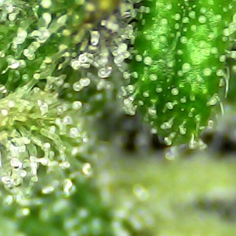Seedsman Northern Lights growlog timeline photo