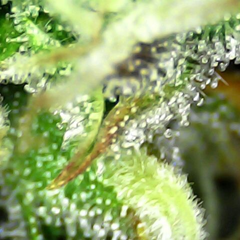 Seedsman Northern Lights growlog timeline photo