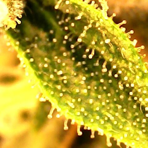 Seedsman Northern Lights growlog timeline photo