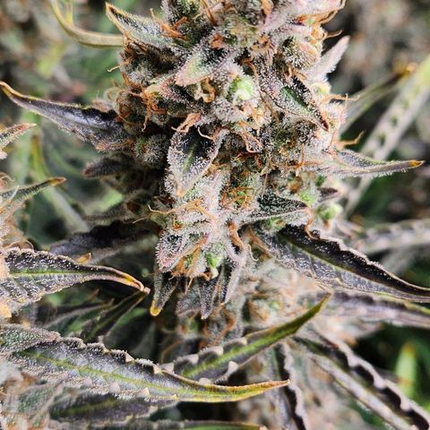 Seedsman Northern Lights growlog timeline photo