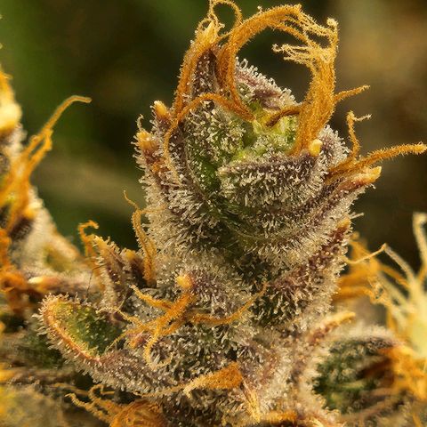 Seedsman Northern Lights growlog timeline photo