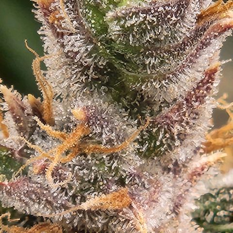 Seedsman Northern Lights growlog timeline photo