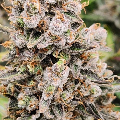 Seedsman Northern Lights growlog timeline photo